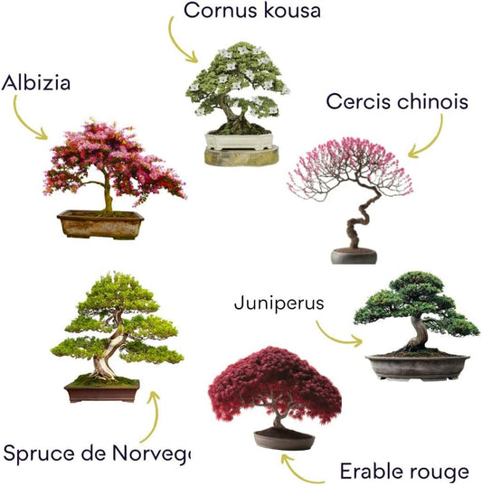Premium Bonsai Anzuchtset – Komplettes Bonsai Starter Kit zum Selberziehen