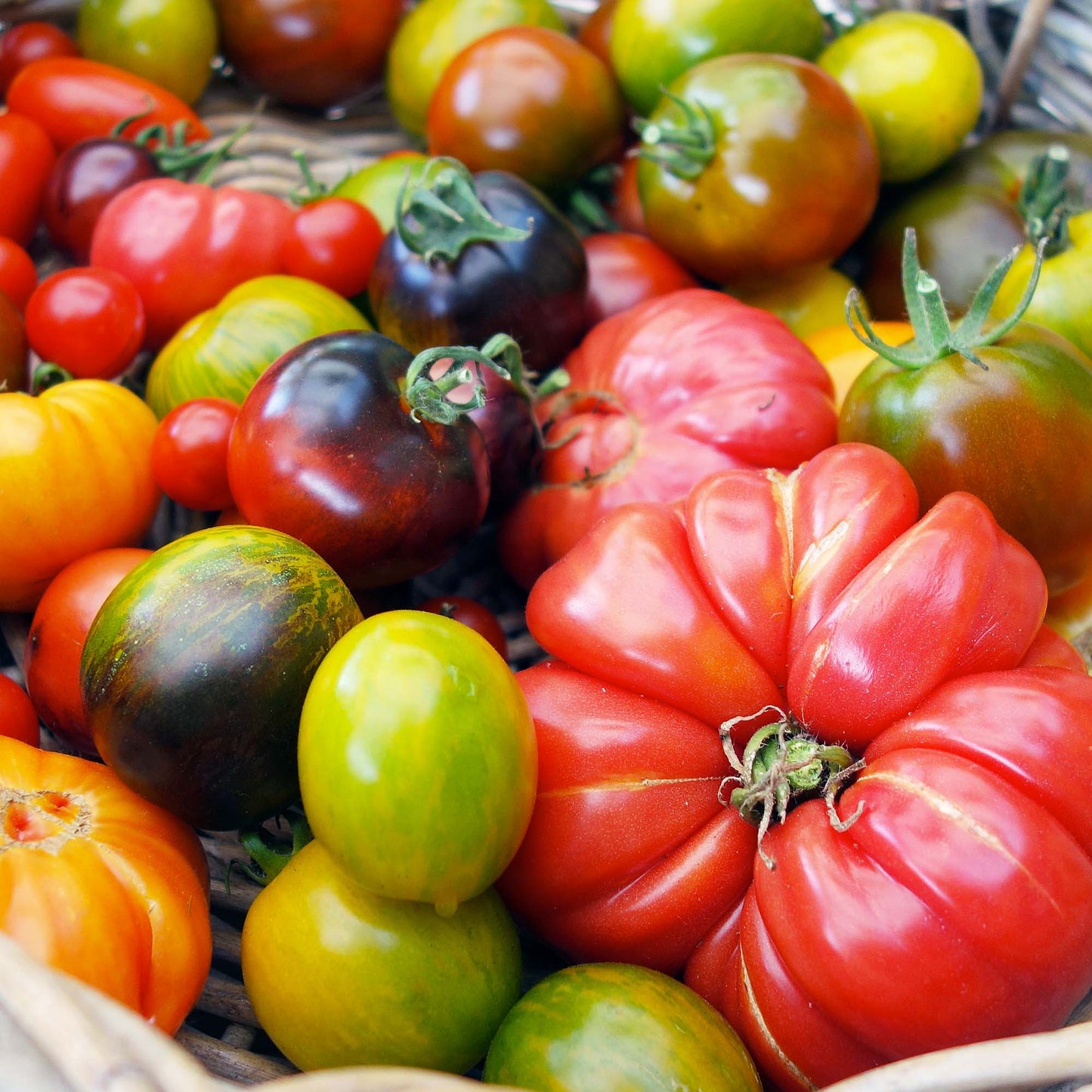 Mini Kit Tomates Arc-en-ciel BIO*