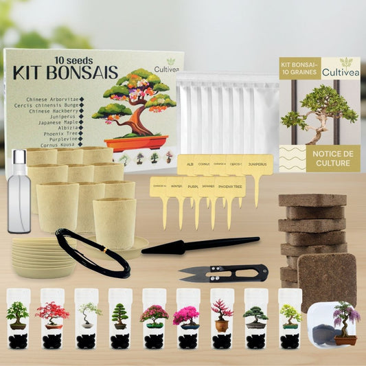 Kit 10 Bonsáis para Cultivar con Accesorios