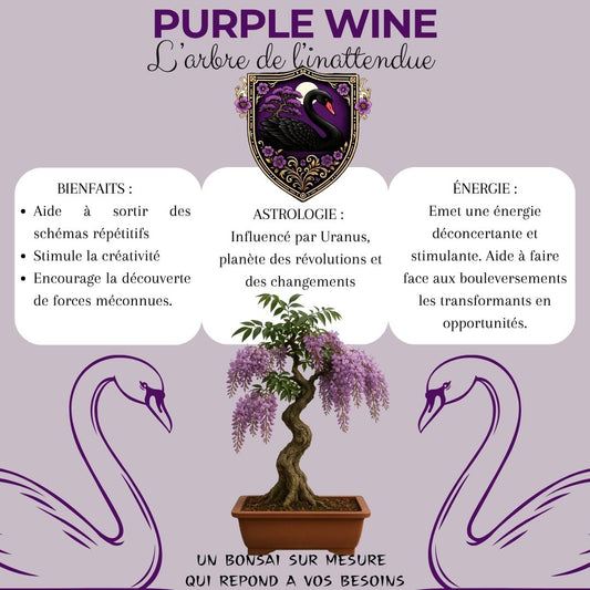 Kit First Bonsai Purple Vine