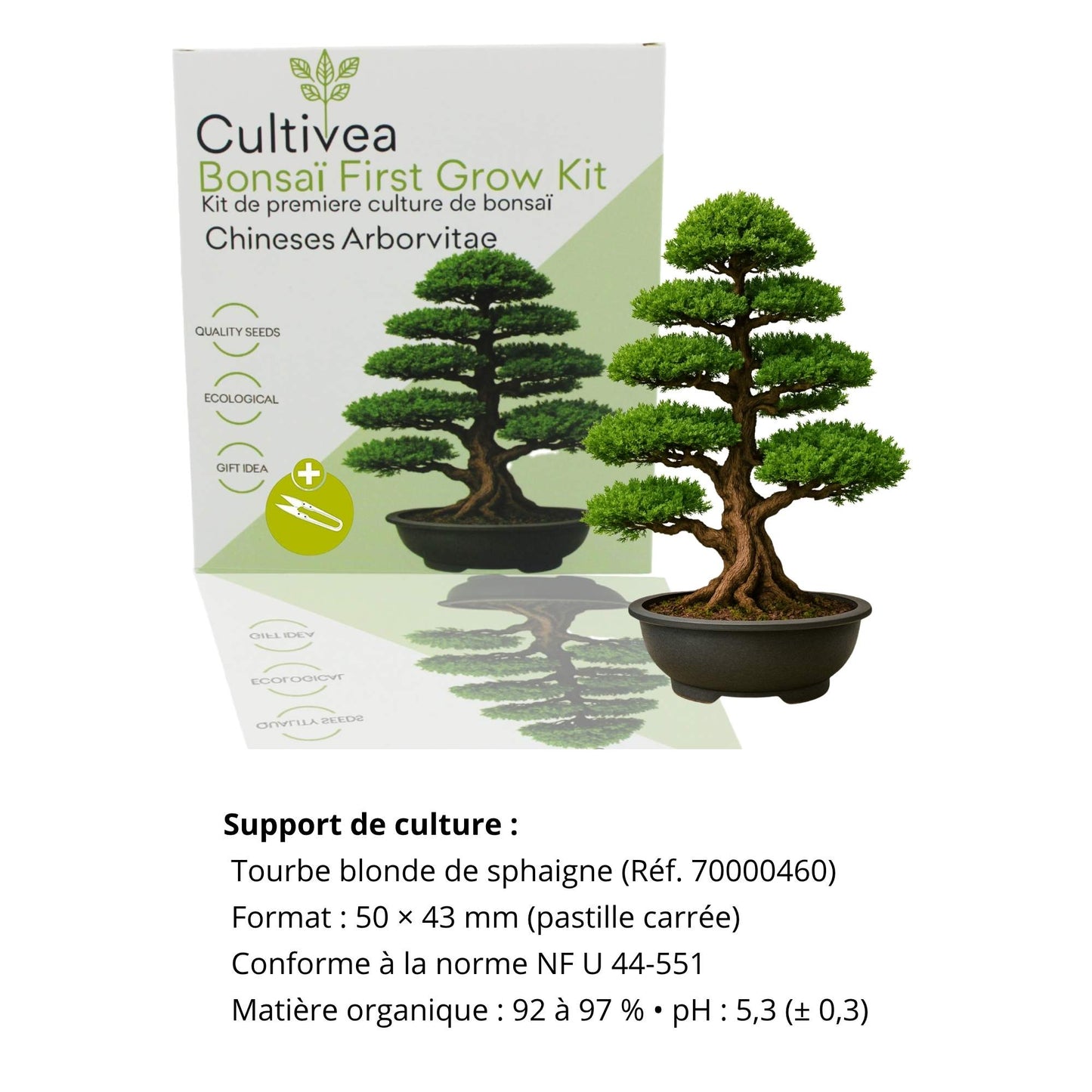 Kit First Bonsái Chinese Arborvitae