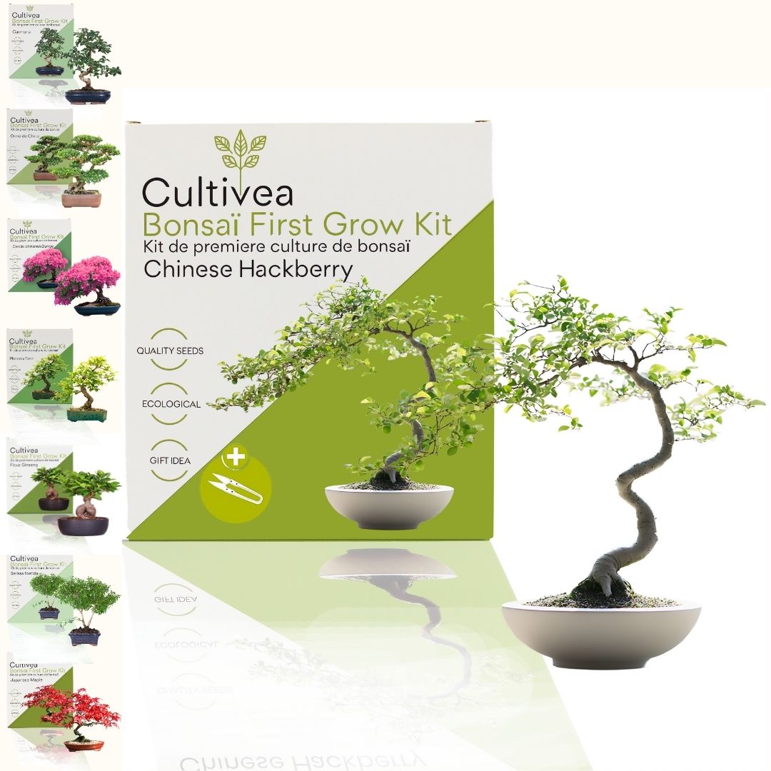 First Bonsai Set – Hackberry (Zürgelbaum) – Abeona