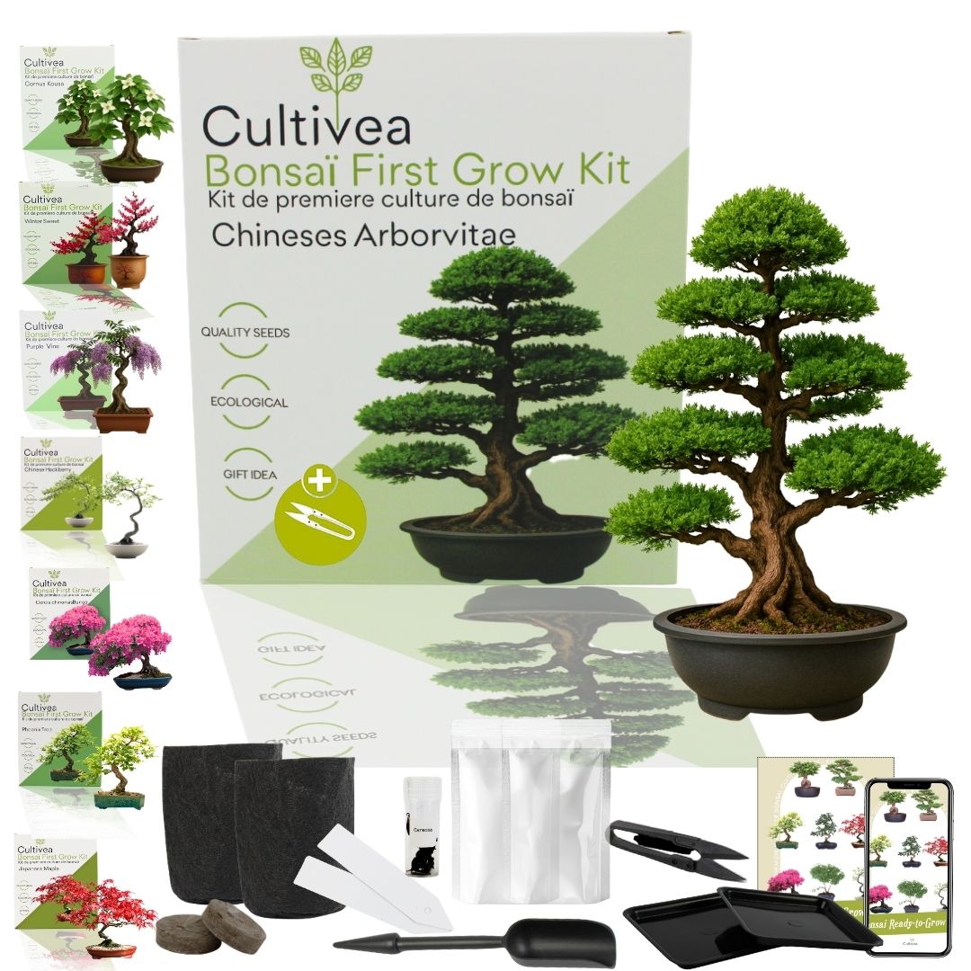 First Bonsai Set – Chinesischer Lebensbaum