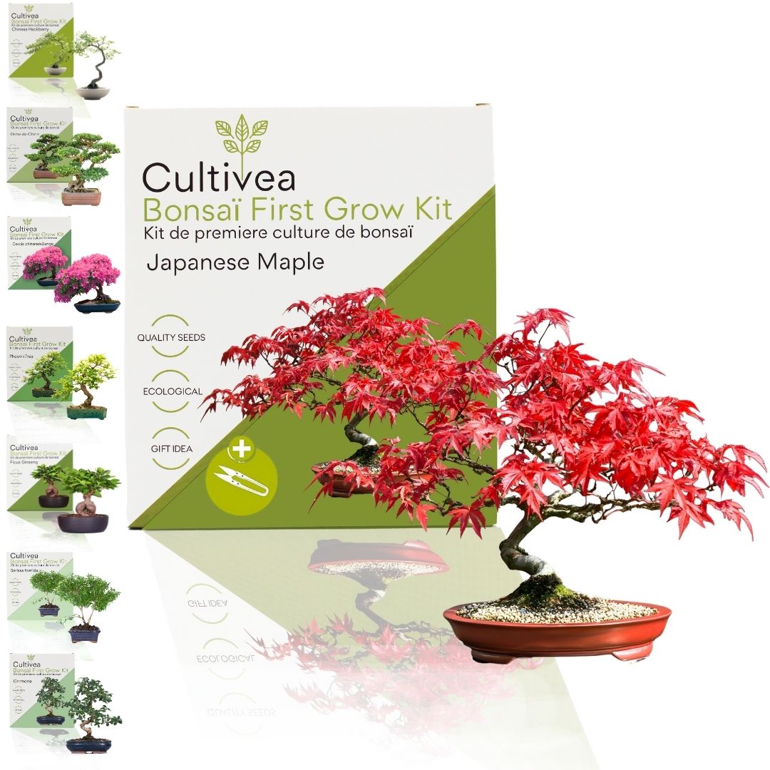 First Bonsai Set – Japanese Maple (Japanischer Ahorn) – Abeona
