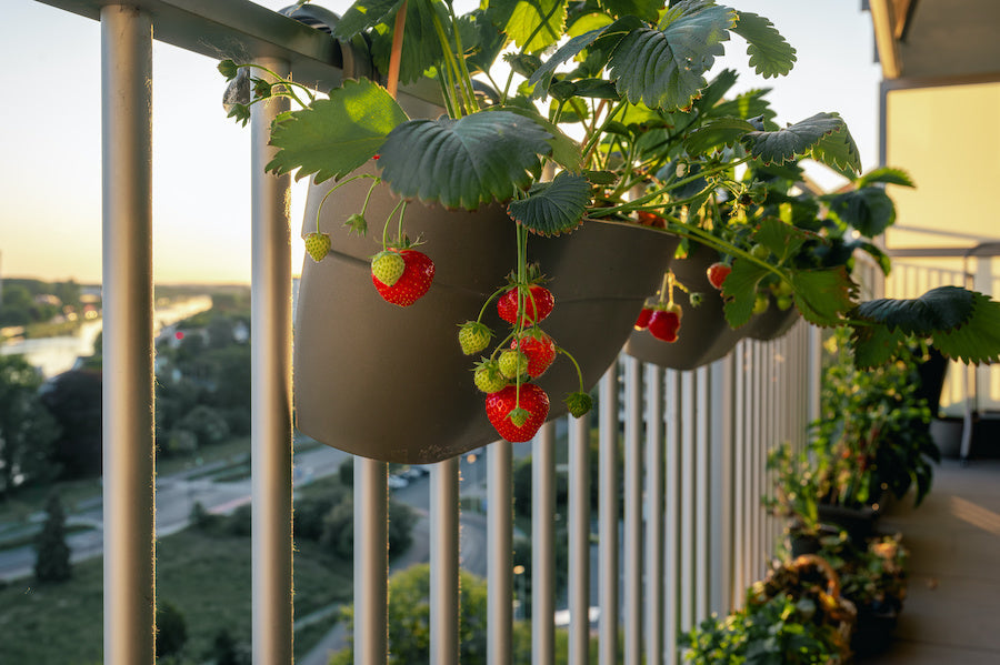 Comment jardiner chez soi sans jardin ni balcon ?