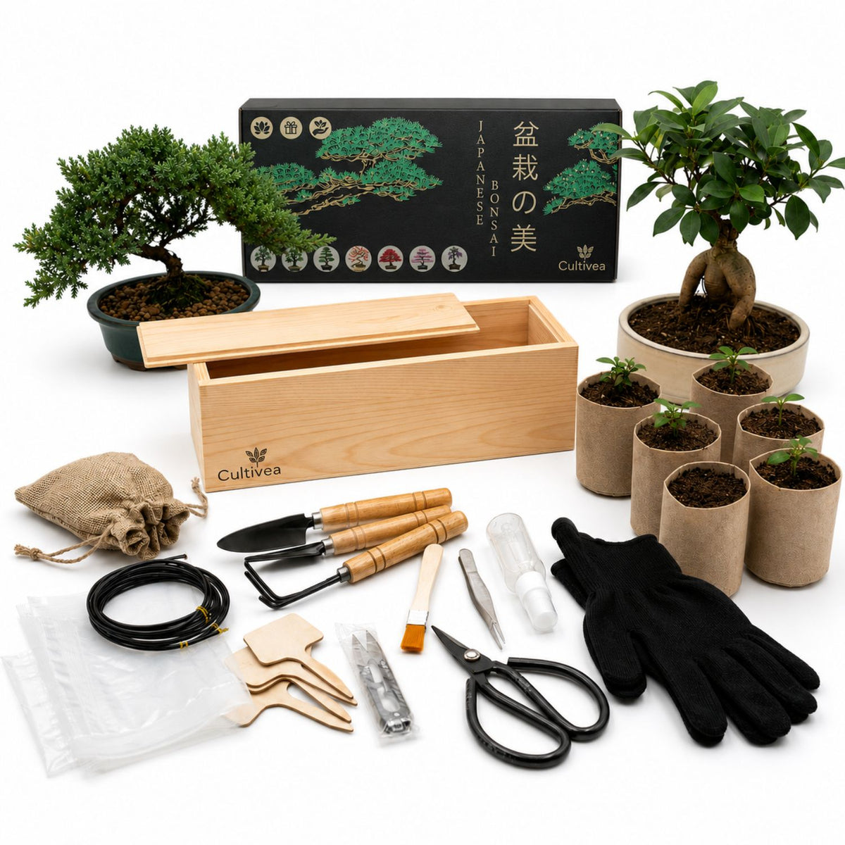 Kit Bonsaï Box Expérience