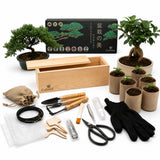 Kit Bonsaï Box Expérience