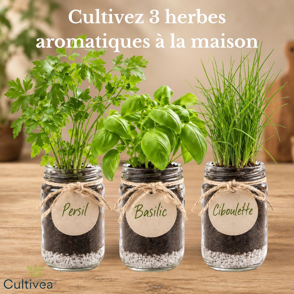 Kit d'herbes aromatiques BIO* - Bleu (Ciboulette, Basilic, Persil)