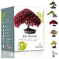 Mini Zen Bonsai Anzuchtset