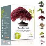 Mini Kit Zen Bonsai