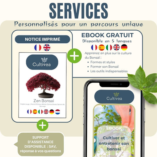 Mini Kit Zen Bonsai