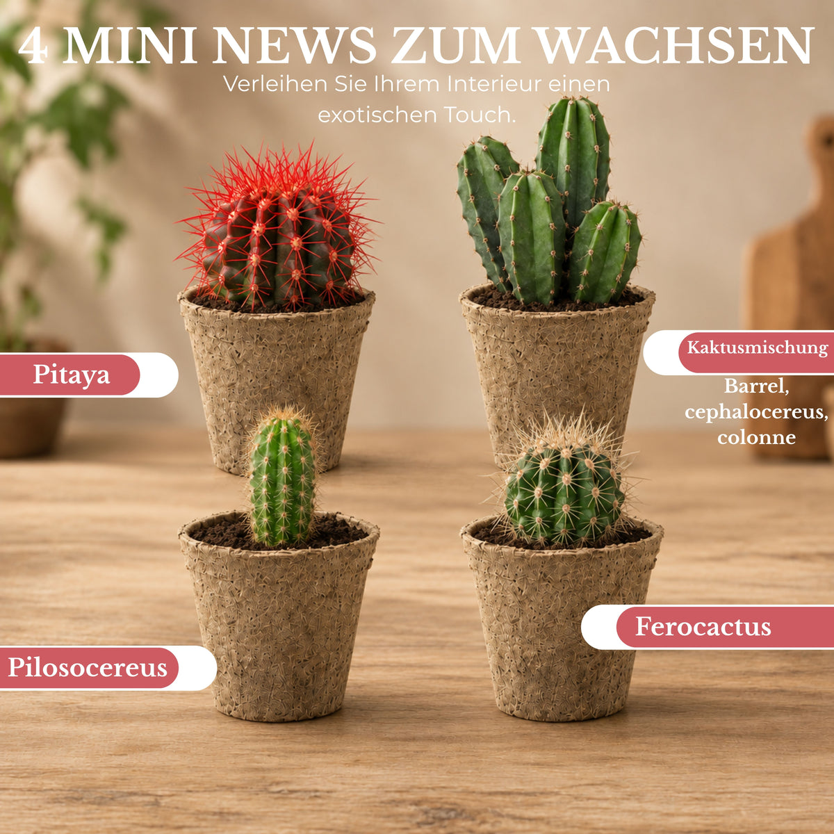Mini Kit Wild Cactus