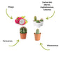 Mini Kit Wild Cactus