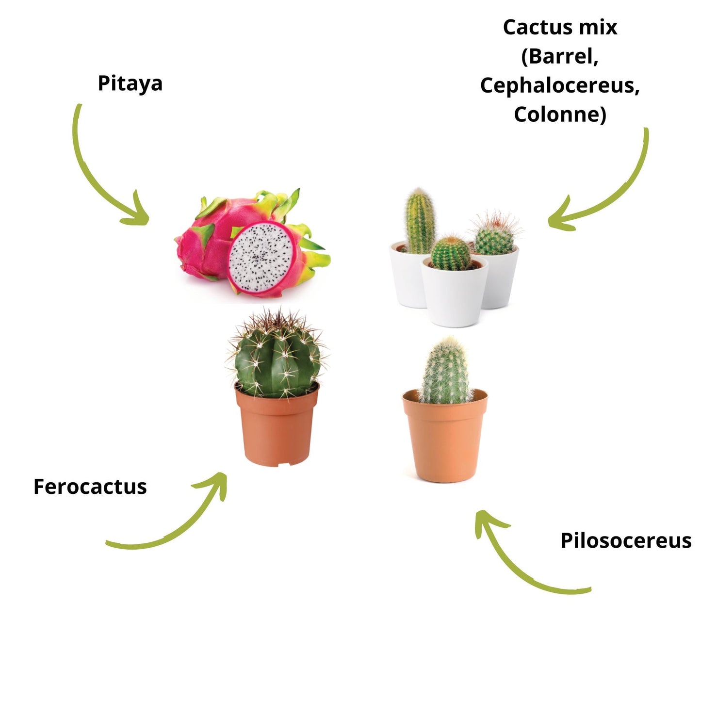 Mini Kit Wild Cactus