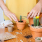 Mini Kit Wild Cactus
