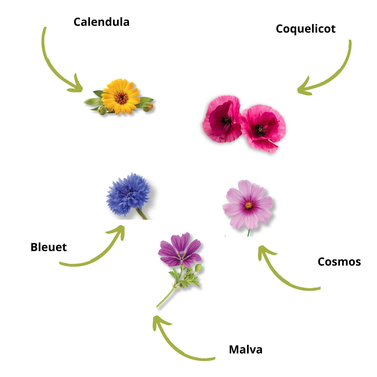 Mini-Anzuchtset Essbare Blumen BIO* 🌸🌿