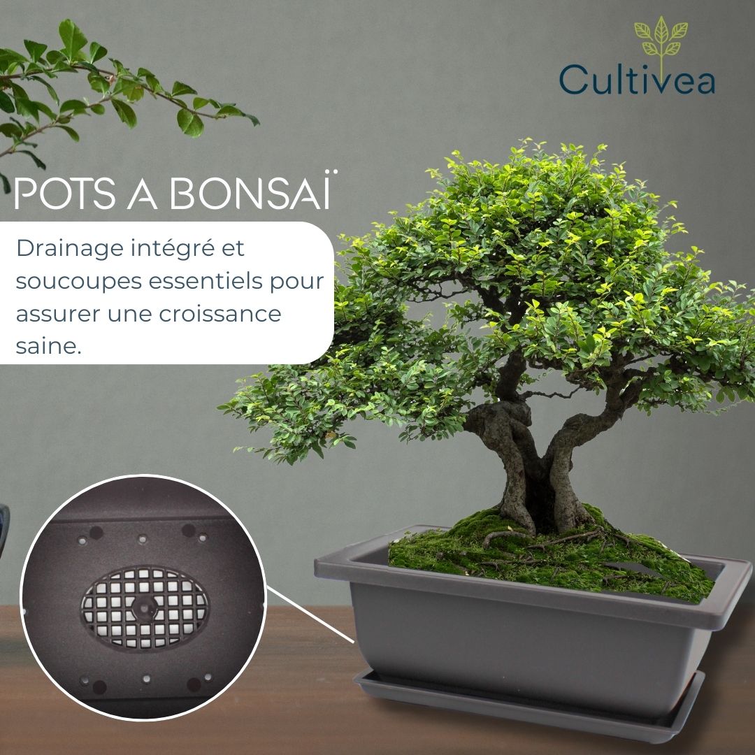 10er Set Bonsai-Töpfe – Abeona