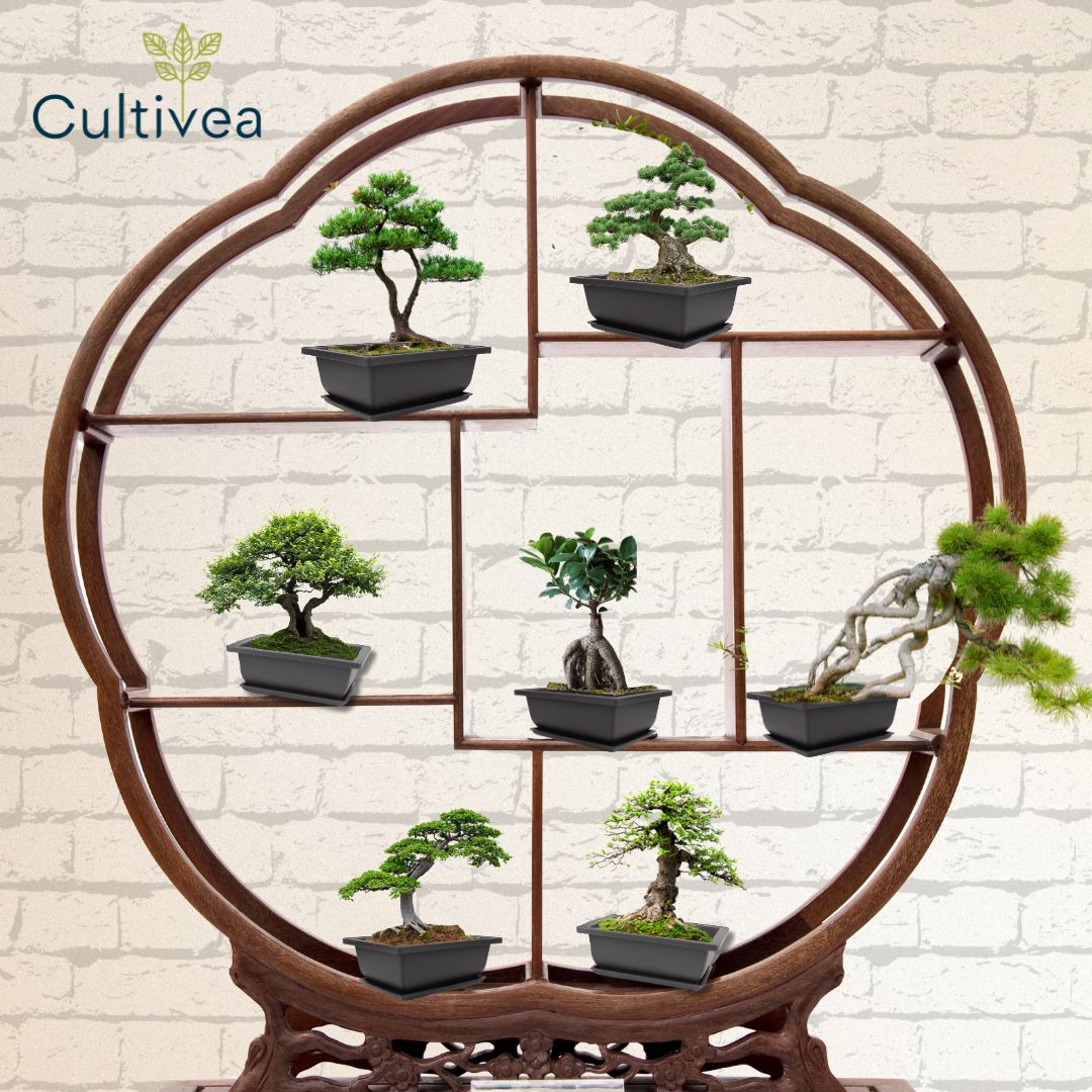 10er Set Bonsai-Töpfe