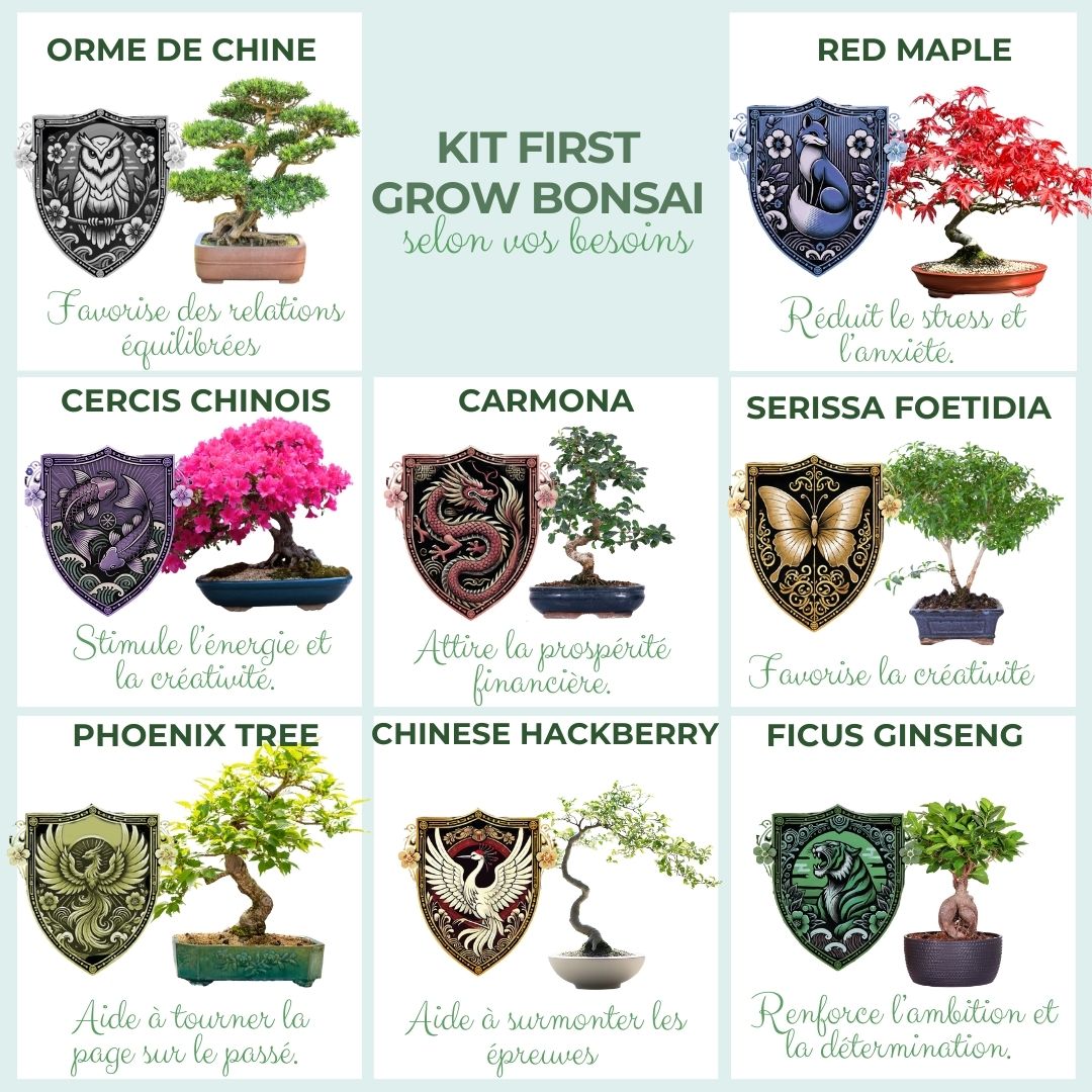 Kit First Bonsai Ficus Ginseng