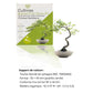 Kit First Bonsai Hackberry