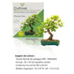 Kit First Bonsai Phoenix Tree