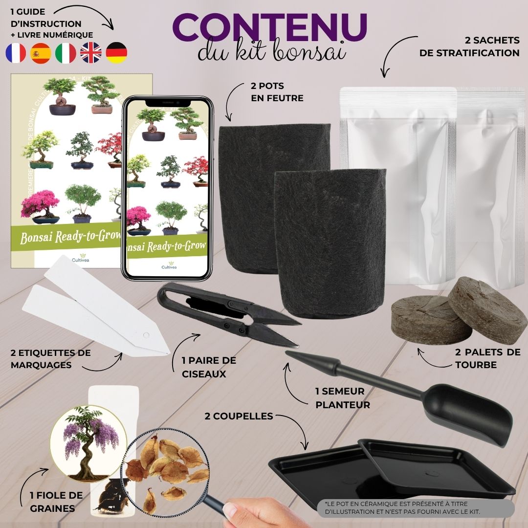Kit First Bonsai Purple Vine