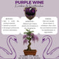 Kit First Bonsai Purple Vine