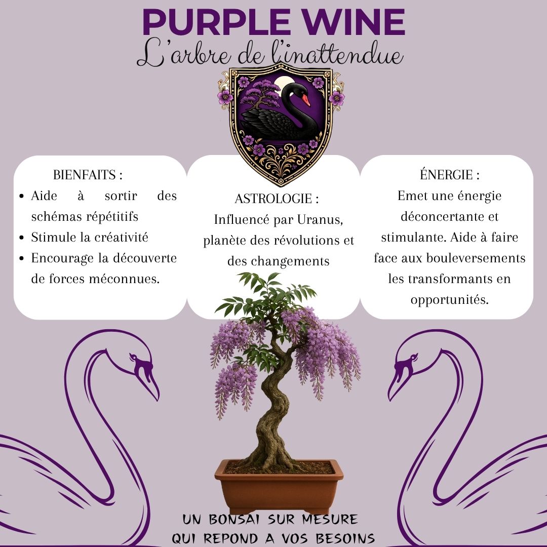 Kit First Bonsai Purple Vine