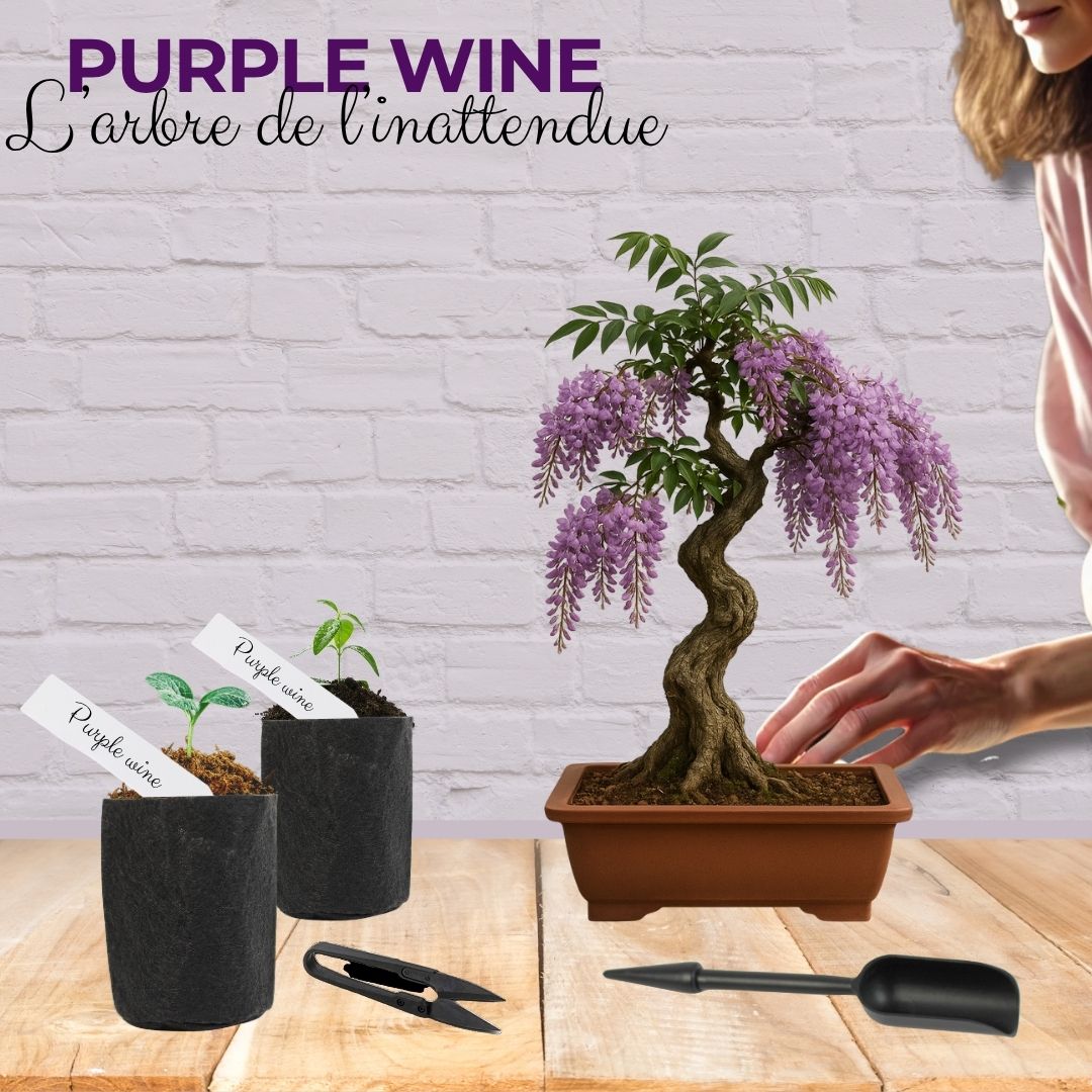 Kit First Bonsai Purple Vine