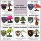 Kit First Bonsai Purple Vine