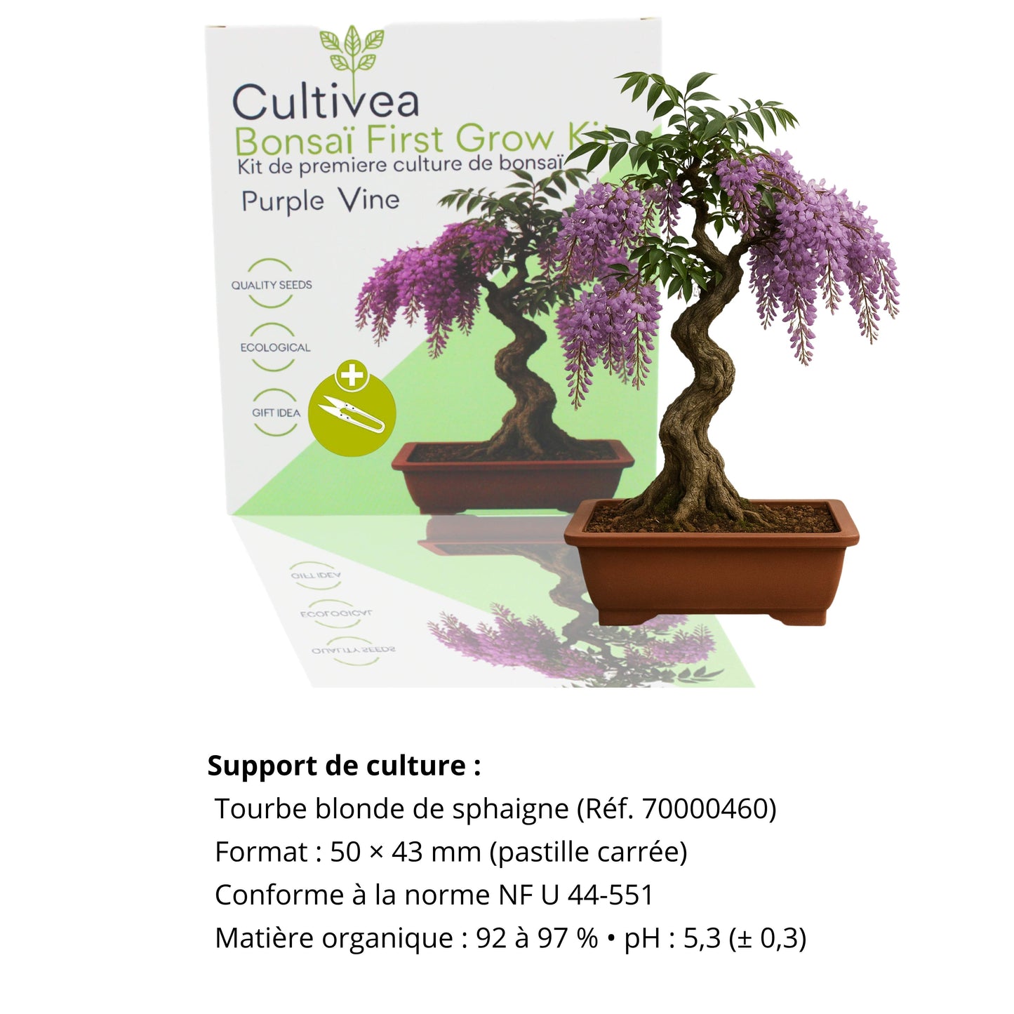 Kit First Bonsai Purple Vine