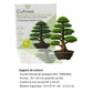 Kit First Bonsái Chinese Arborvitae