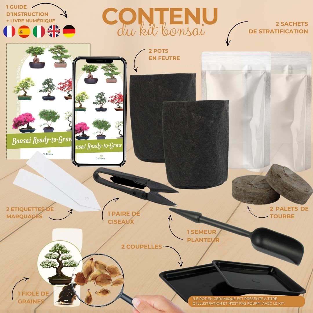 Kit First Bonsai Cornus Kousa