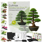 Kit First Bonsai Chinese Arborvitae