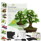 Kit First Bonsai Cornus Kousa