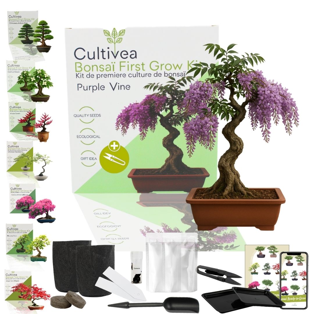 Kit First Bonsai Purple Vine
