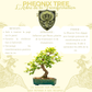 Les bienfaits, astrologie et energie du phoenix tree bonsai 