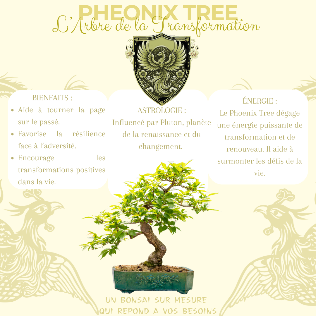 Les bienfaits, astrologie et energie du phoenix tree bonsai 