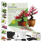 Kit First Bonsai Winter sweet
